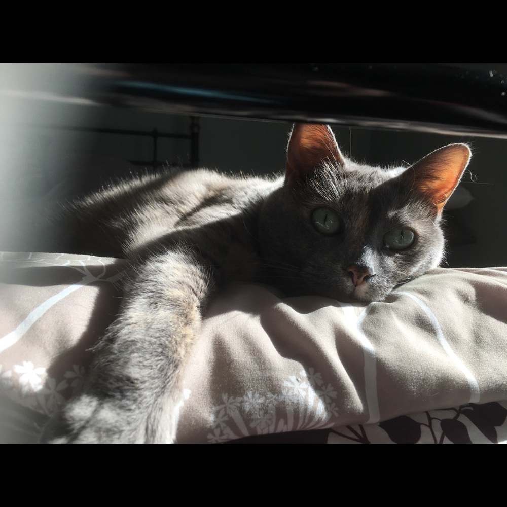 Meet your Posher, Kat